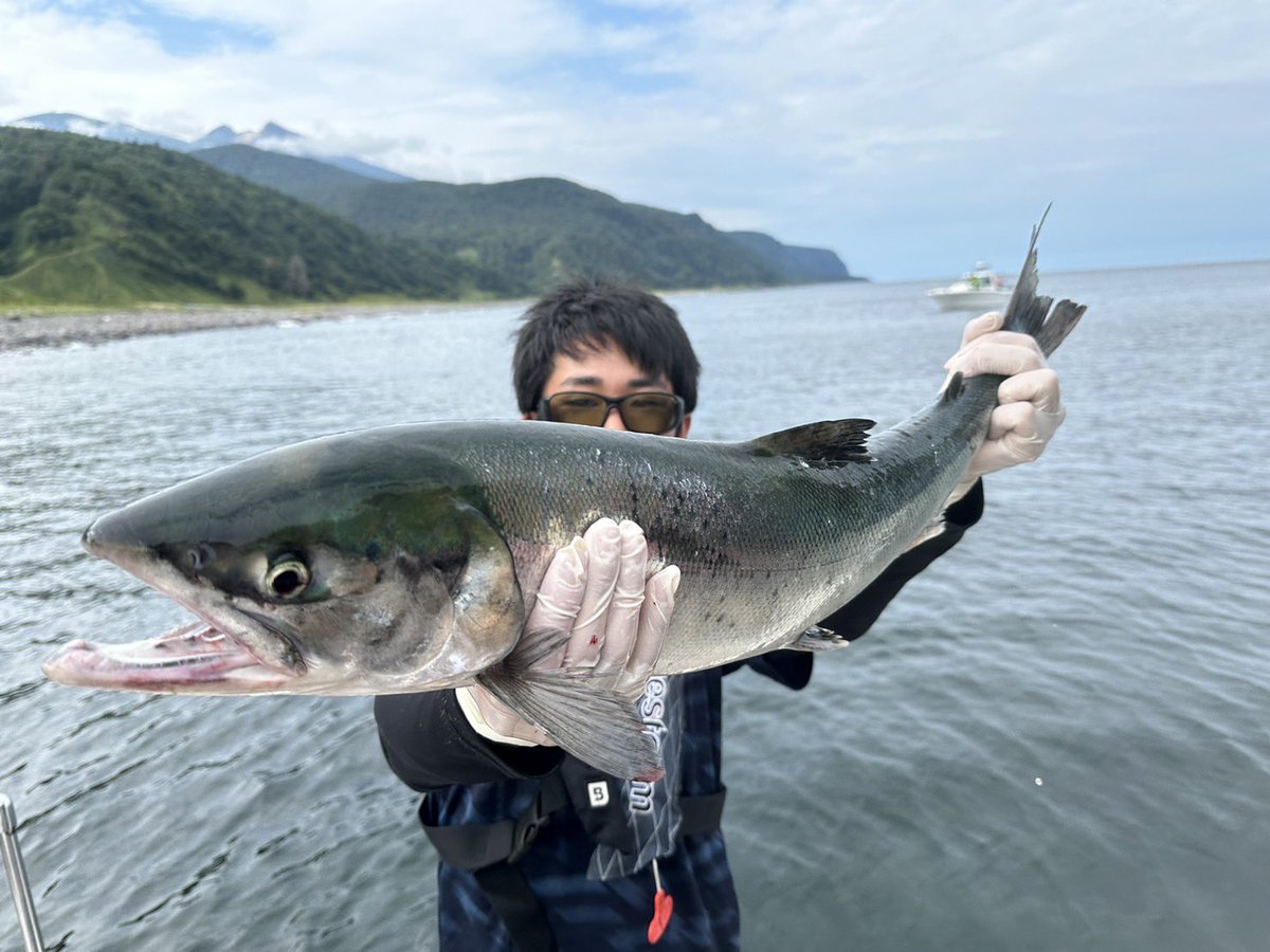 【値下げ相談乗ります】カラフトマス 剥製 飛魚丸の谷さん登場で、やっとカラフトマスの剥製の納品です