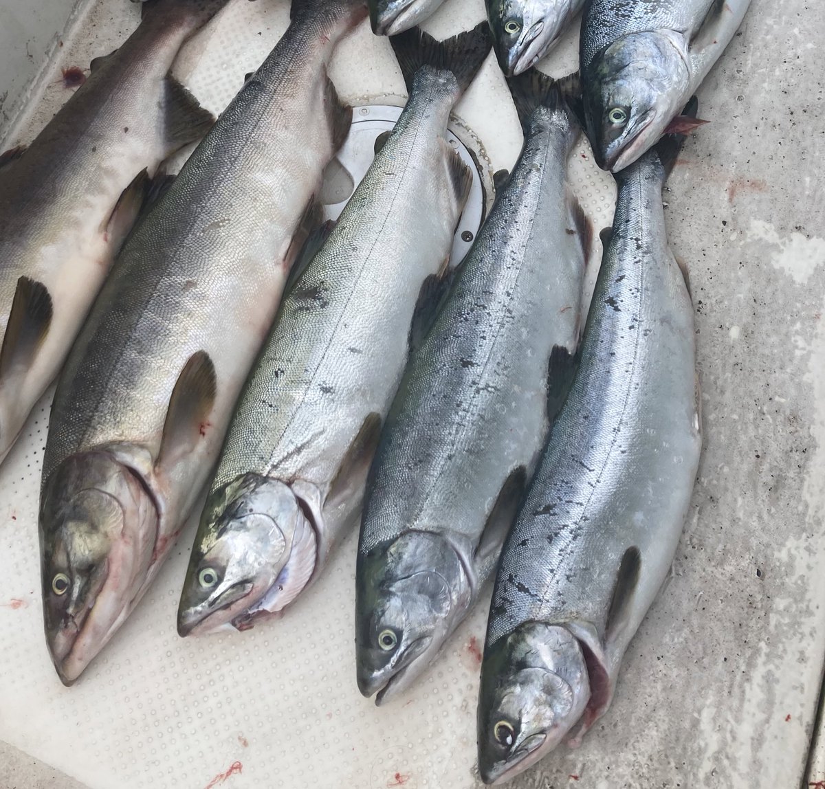 【値下げ相談乗ります】カラフトマス 剥製 飛魚丸の谷さん登場で、やっとカラフトマスの剥製の納品です