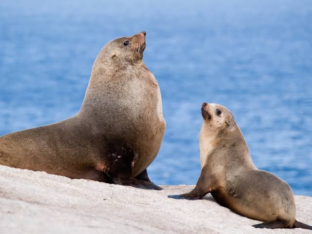 kyliesoanes's tweet photo. Majesty personified? ✅
Playful puppies? ✅
Big fat ones named Salvatore visit Melbourne city rivers to the delight of one and all? ✅

Vote 1 Australian Fur Seal👉 https://t.co/eescEQECMu
#TeamSeaPuppies 
#AusMammalOfTheYear https://t.co/OQmiJYEyBh