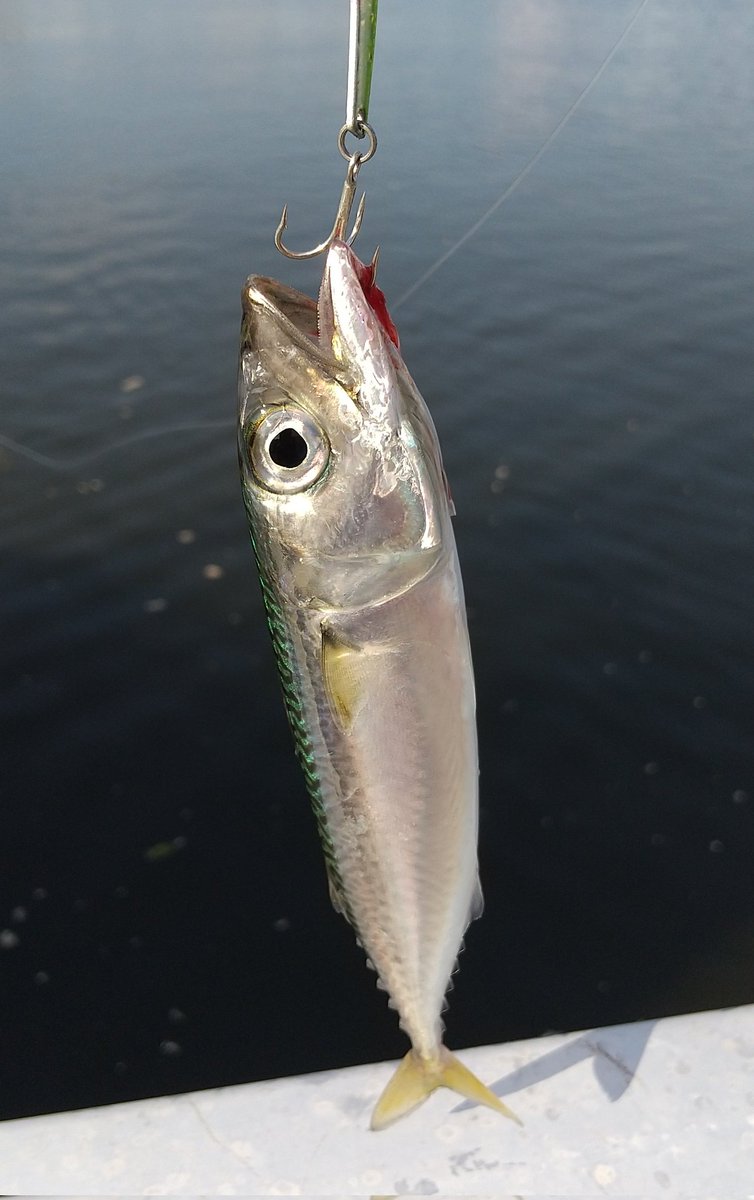 k_nagoro's tweet photo. 8月20日(日)の釣果🎣
先週までの好調が嘘のようにベイトの気配なし😰
台風のせいで魚が散ってしまったか？濁りは残ってたものの、海は穏やかで雰囲気は悪くないと思ったが…暑すぎて撤収。
サバ一匹釣れたので、ボウズではない？🤔 https://t.co/W1c07MdcdL