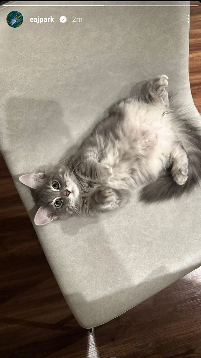 jaecattos's tweet photo. Cute cute literally the cutest 🥹

#eaJ #제형 #제형이 #Jae #eaJPark #cat #peanut #butter @eajpark https://t.co/JM54Mpll2h