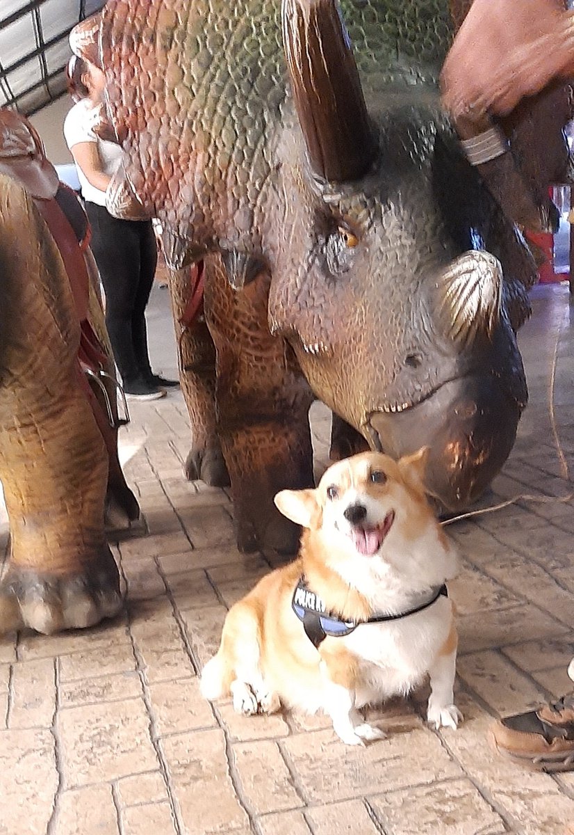 amomicorgi's tweet photo. #amomicorgi dia de  #dinosaurs #BuenasNoches #corgilovers  #petlo https://t.co/LhRvKauJWO