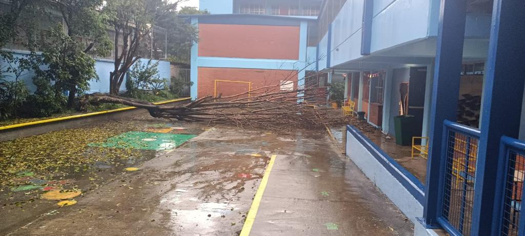 Antoniux1's tweet photo. Árbol caído al interior del Centro de Atención Múltiple 36 debido a la lluvia.
Zapotecas S/N, MZNA. 77, entre Rey Topiltzin y Rey Ixtlixochitl.
Urge retiro.
@Alcaldia_Coy @locatel_mx @giogutierrezag https://t.co/buYepSSw5l