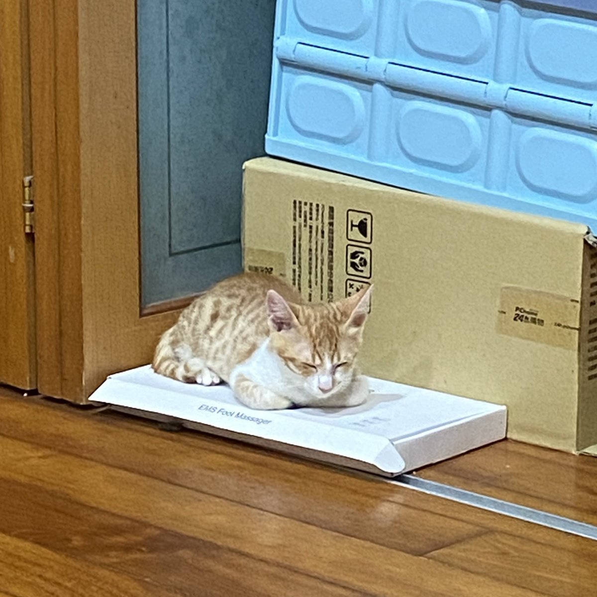 sunoona_203's tweet photo. 雖然應該沒有很多人知道 不過我們家新領養了兩隻小貓貓 多虧老媽讓我不再為之前弟弟走掉難過 也改變想法領養代替購買 啊這兩隻叫布布恰恰👌🏻 https://t.co/PyoIKa4gt9
