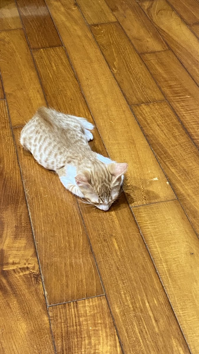 sunoona_203's tweet photo. 雖然應該沒有很多人知道 不過我們家新領養了兩隻小貓貓 多虧老媽讓我不再為之前弟弟走掉難過 也改變想法領養代替購買 啊這兩隻叫布布恰恰👌🏻 https://t.co/PyoIKa4gt9