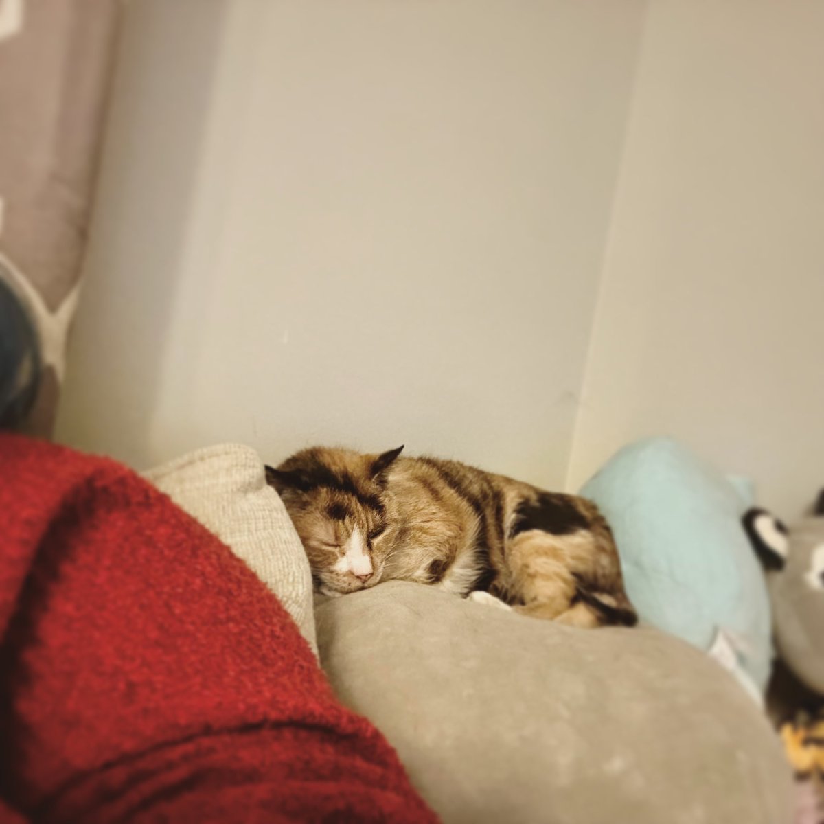 TinkerHell1020's tweet image. My little doodlebug 🥺

#DrinkWithTink #Cat #CatsOfTwitter #Doodlebug #Cuddlebig #Tiza #Tizabug #SleepyKitty #GooberCat #CutenessOverload
