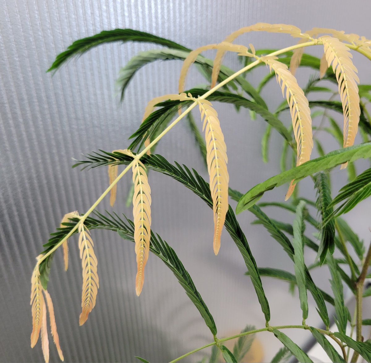 StudioPLUS9's tweet image. スタジオの観葉植物のこれは新芽なのでしょうか？
スタッフと2人で新芽にしては黄色いね？と頭を傾げてます🤔
#studioplus  #スタジオプラス #スタジオプラス町田 #町田写真スタジオ #東京写真スタジオ #町田宣材写真 #宣材写真町田 #ヘアメイク付き撮影 #宣材写真カメラマン