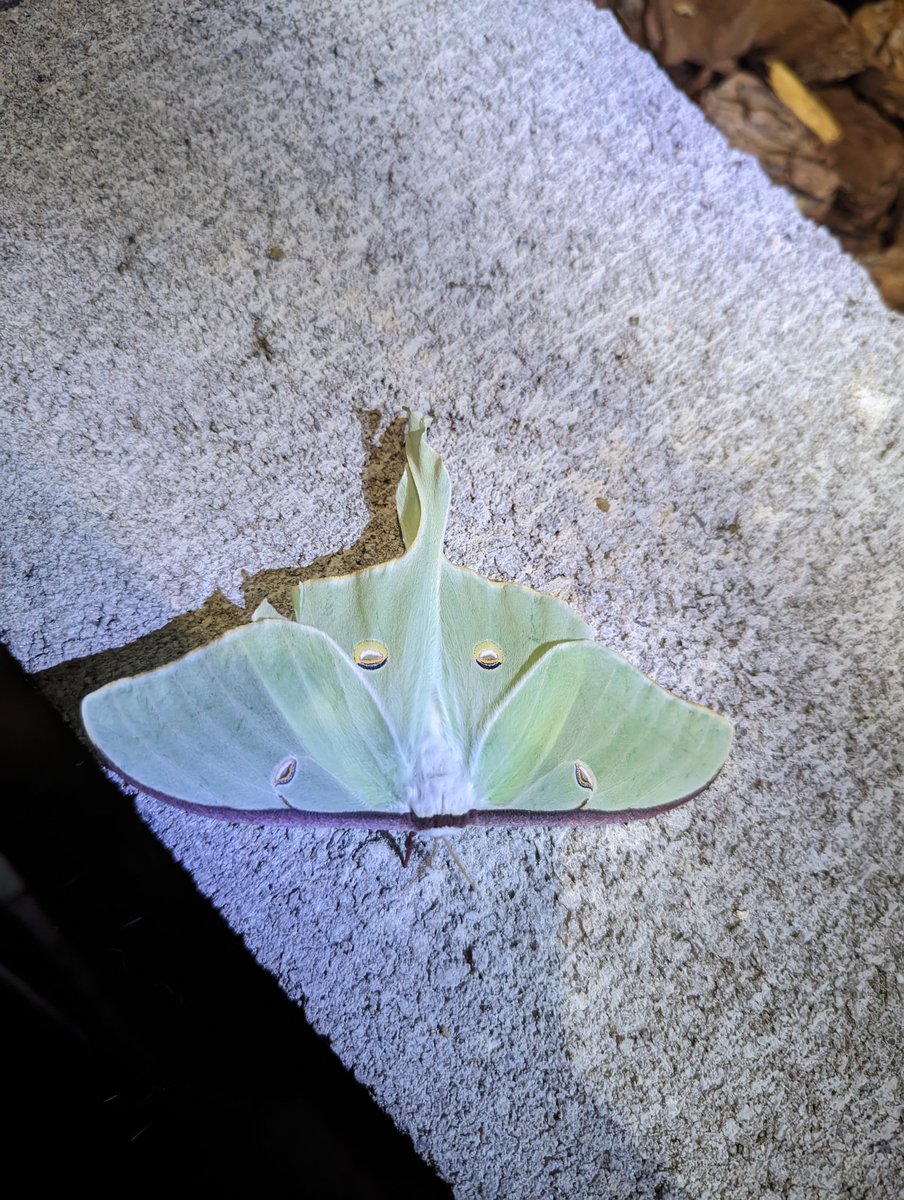 sheal_t's tweet photo. Just a Luna Moth hanging out. @NaMo9o5 #LunaMoth #HangingOut #IfMothManHadAGirlfriend https://t.co/EqgJjFNDxf