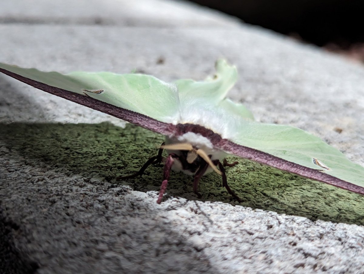 sheal_t's tweet photo. Just a Luna Moth hanging out. @NaMo9o5 #LunaMoth #HangingOut #IfMothManHadAGirlfriend https://t.co/EqgJjFNDxf
