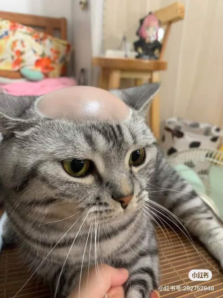 Leo_monad's tweet photo. What's wrong with this cat? 😂🐱

#meme #cat 𝕀 𝕃𝕠𝕧𝕖 ℂ𝕒𝕥  ❤️ https://t.co/I4qgd8Nls7