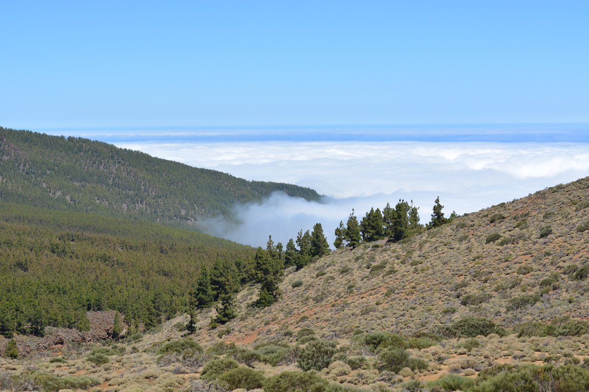EsBraveheart's tweet photo. Cuando subí al teide hace unos años tomé esta preciosa foto de Tenerife
La orografía de la isla bloqueaba las nubes en la parte norte de la isla y eso propiciaba un microclima: Al norte bosque, al sur desierto.
Más desierto es lo que tendremos ahora
😞💔
 #IncendioTenerife https://t.co/gdNkcAl481