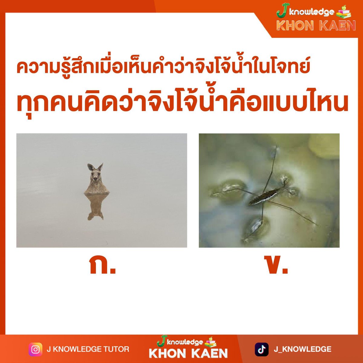 Jknowledge_TH's tweet photo. จิงโจ้น้ำ ??
#Netsat #netsat66 #jknowledge https://t.co/VmG2nRVjrZ