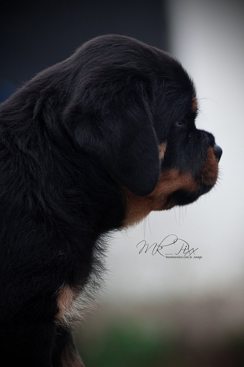 hausofvigilio's tweet photo. We told you we will make you another! Alhamadullilah! It is done!!! Contact remains +233578751404. #hausofvigilio #dogs #rottweilers https://t.co/GRmkD6gvL1