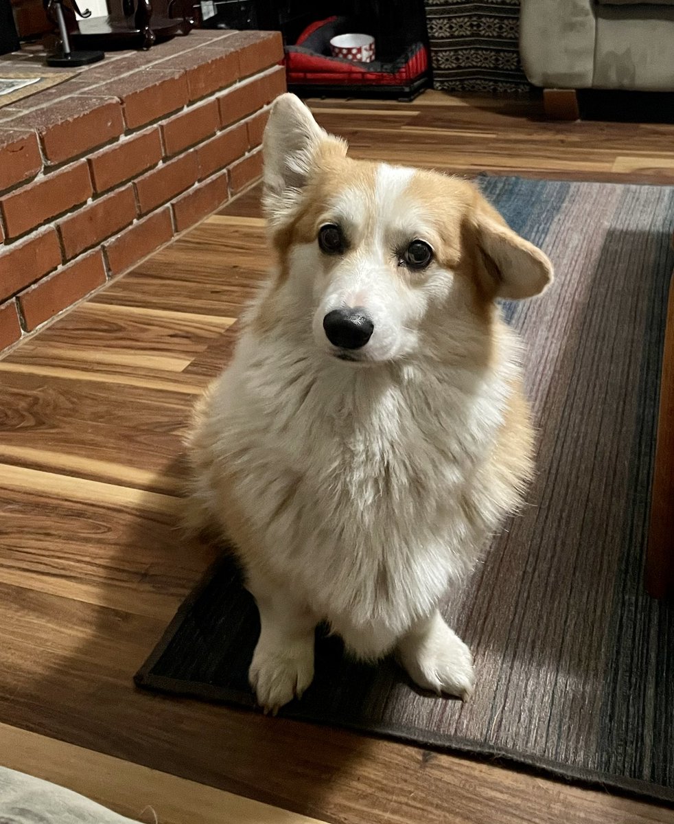 On alert for any late night snacks. It’s looking good. 

#CorgiCrew