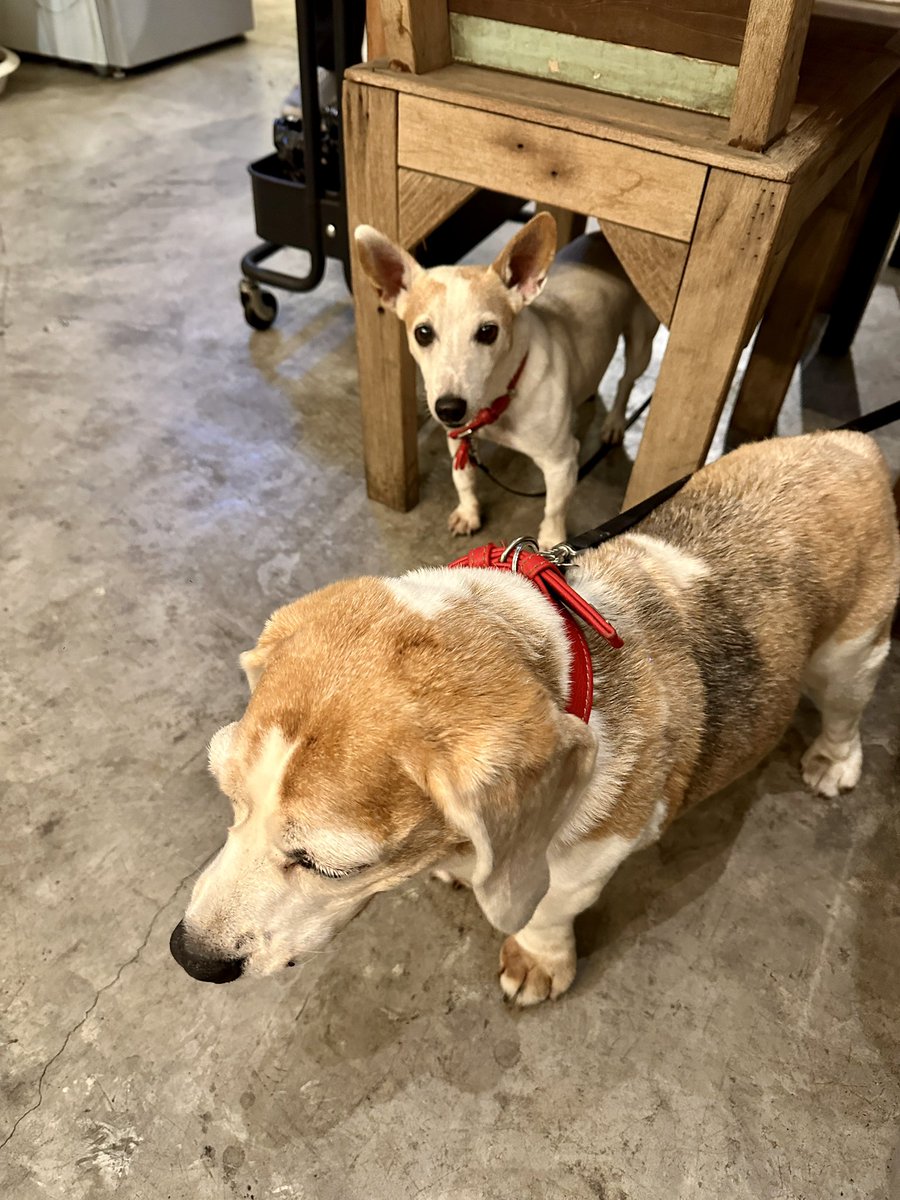 prodrunk_htm's tweet photo. One of my most favorite Thai food is definitely Thai hot pot(จิ้มจุ่ม)🥺♥️♥️

Actually this Thai restaurant “yum yum” main brunch is in Tokyo, so this is like reverse import Thai restaurant🥺
This place is pet friendly, food is delicious, open after midnight😍 https://t.co/OozcNi4YID