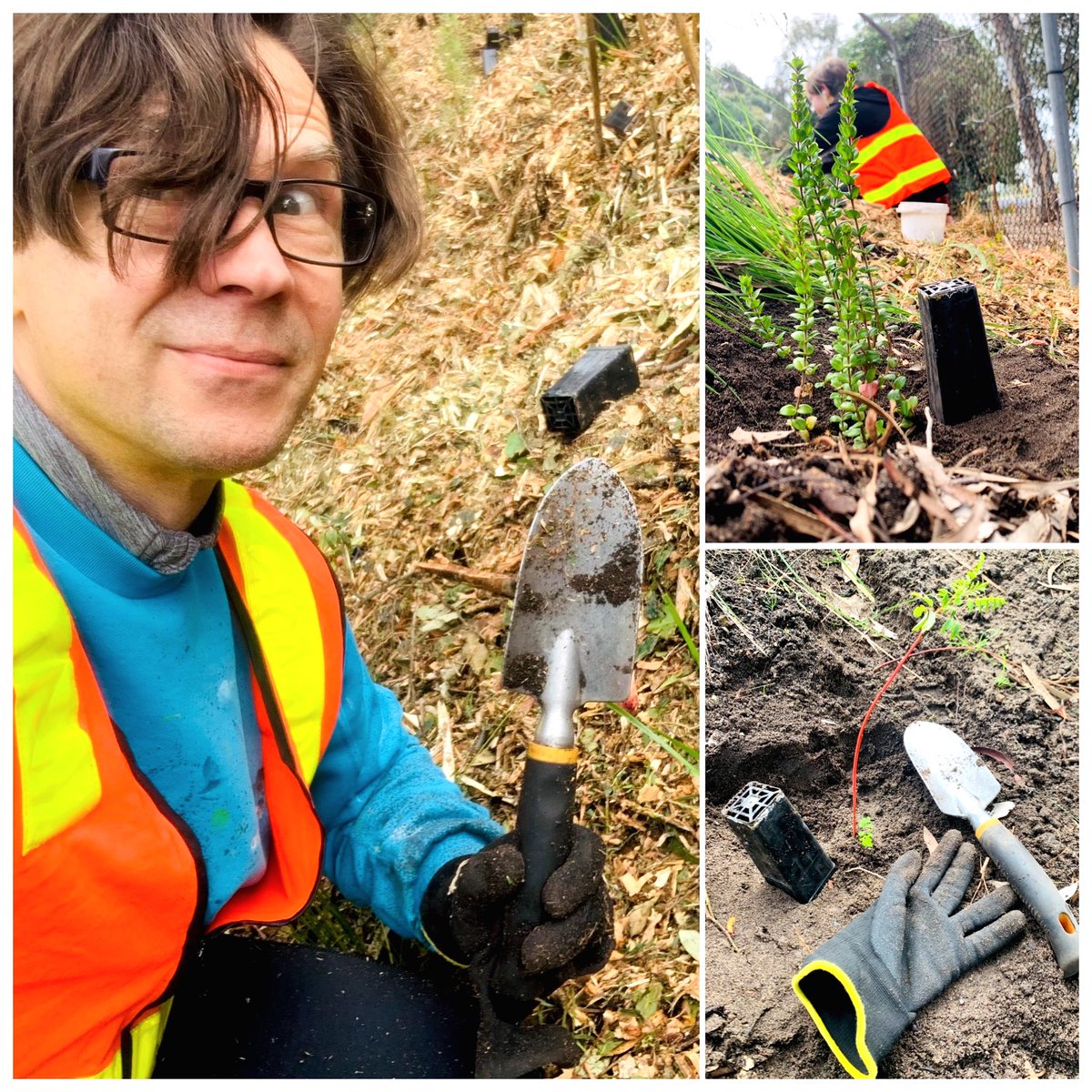 This morning I attended a planting day at former Golf Driving Range in Sandringham, which is positioned over old landfill. Organised by the Friends of Native Wildlife, it’s all about creating a favourable environment for our native birds, specifically the Common Bronzewing Pigeon