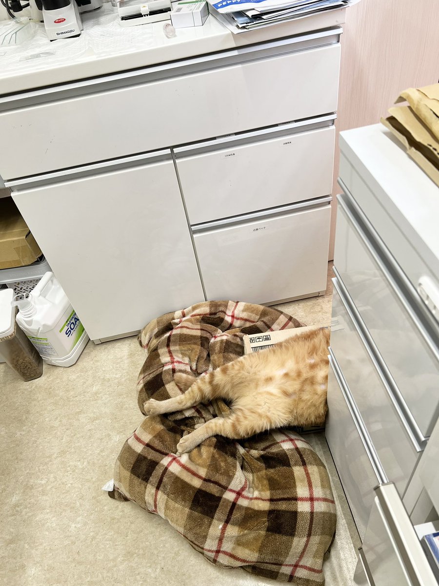 大師前どうぶつ病院 (@6pikuuotuniu9w6) on Twitter photo 