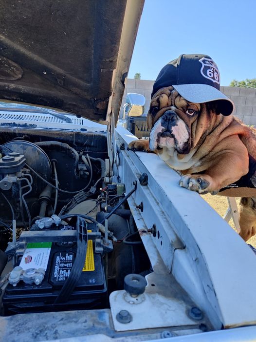 Bulldogs Lover tweet media