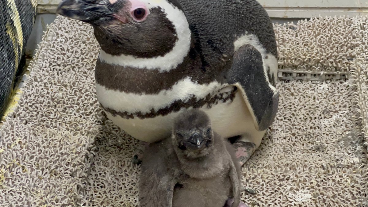 Sumida_Aquarium's tweet photo. だいふく赤ちゃん成長期🐧
左：2022/04/14　0日齢🐣
体重90gで生まれてきました😊
生まれたときから声がとても大きい！元気！

右：2022/04/24日　10日齢🐣
イチゴからごはんをもらった直後のこの表情☺️
まるで笑っているよう！
#すみペン飼育スタッフ日誌 https://t.co/2Gkyz1BuyN