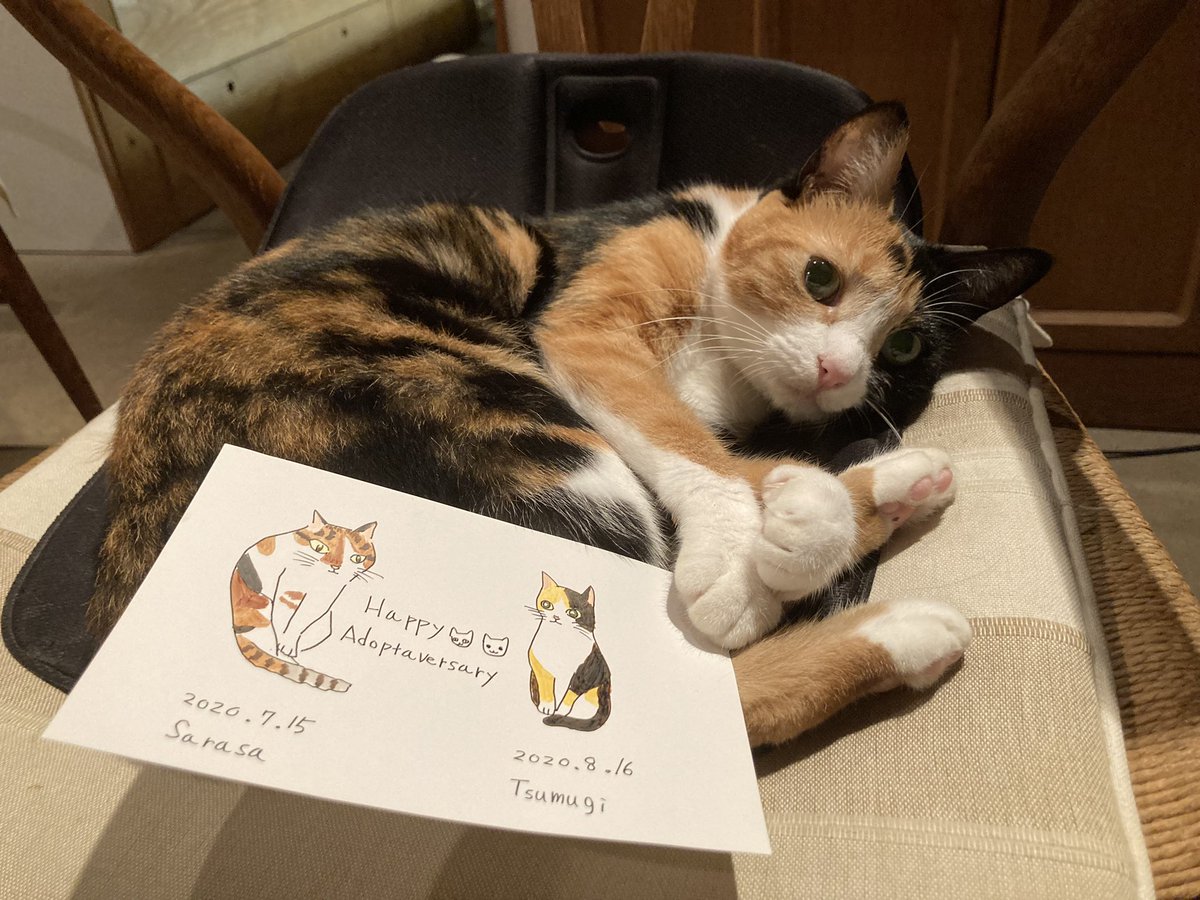 maya_szk's tweet photo. 先日、2023/08/16に
三周年うちの子記念日を迎えた二匹🐈🐈
かけがえのない猫達との暮らしに感謝🎉✨
#三毛猫
#縞三毛
#縞三毛猫更紗と三毛猫紬 https://t.co/d8O8k2oqyE