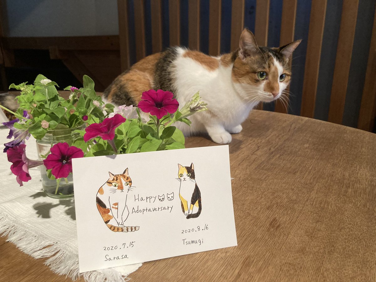 maya_szk's tweet photo. 先日、2023/08/16に
三周年うちの子記念日を迎えた二匹🐈🐈
かけがえのない猫達との暮らしに感謝🎉✨
#三毛猫
#縞三毛
#縞三毛猫更紗と三毛猫紬 https://t.co/d8O8k2oqyE