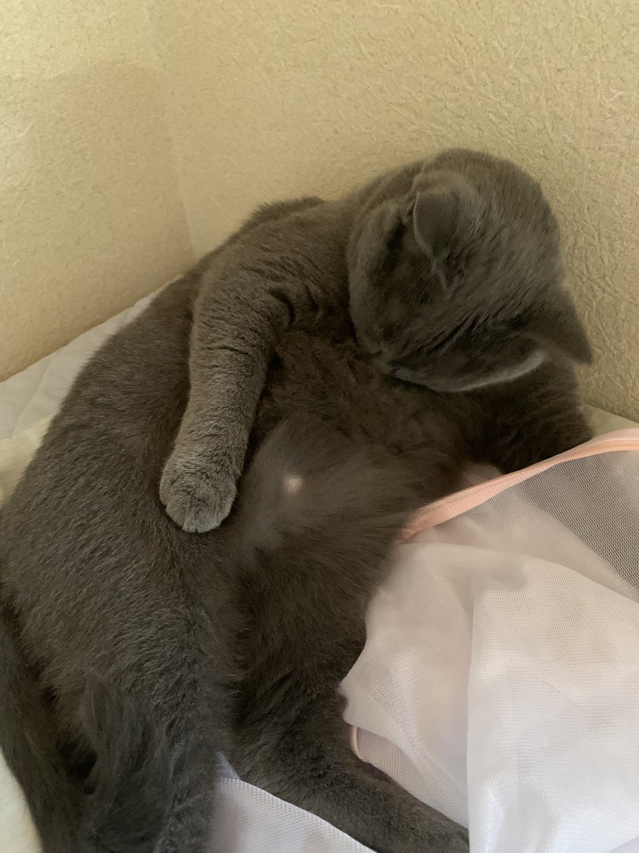 sebasu_g's tweet photo. セバスのOTIKUBIを触りたい気持ちをグッと堪えて…
#猫 #シャルトリュー #猫のいるくらし https://t.co/vKIRiS76Z3