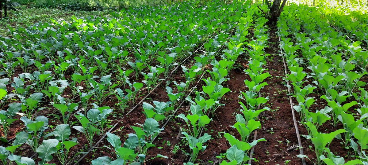 "Unleash Your Farm's Potential with our Climate Smart Drip Kits!

🌱 Affordable &amp; Top-notch Quality
💧 Save 50% on Water Usage
🌾 Boost Crop Production by 90%
🍅 Ideal for Tomatoes, Onions, Spinach e.t.c
🔧 Easy Installation &amp; Maintenance Training
⏰ 2-Year warranty. 

0732957984