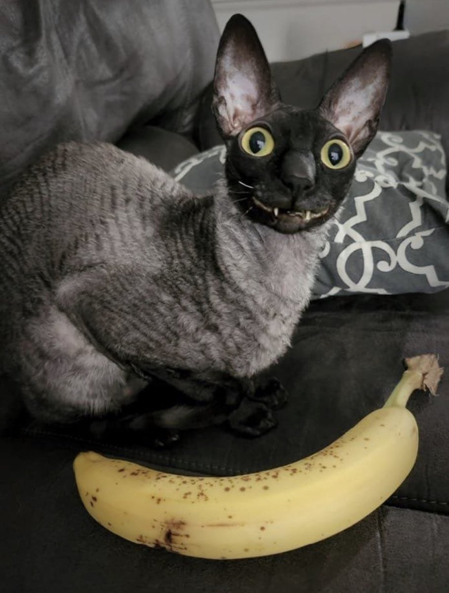 catluvr89's tweet photo. he was so happy about his big ugly fucking banana https://t.co/a98cJwEcGh
