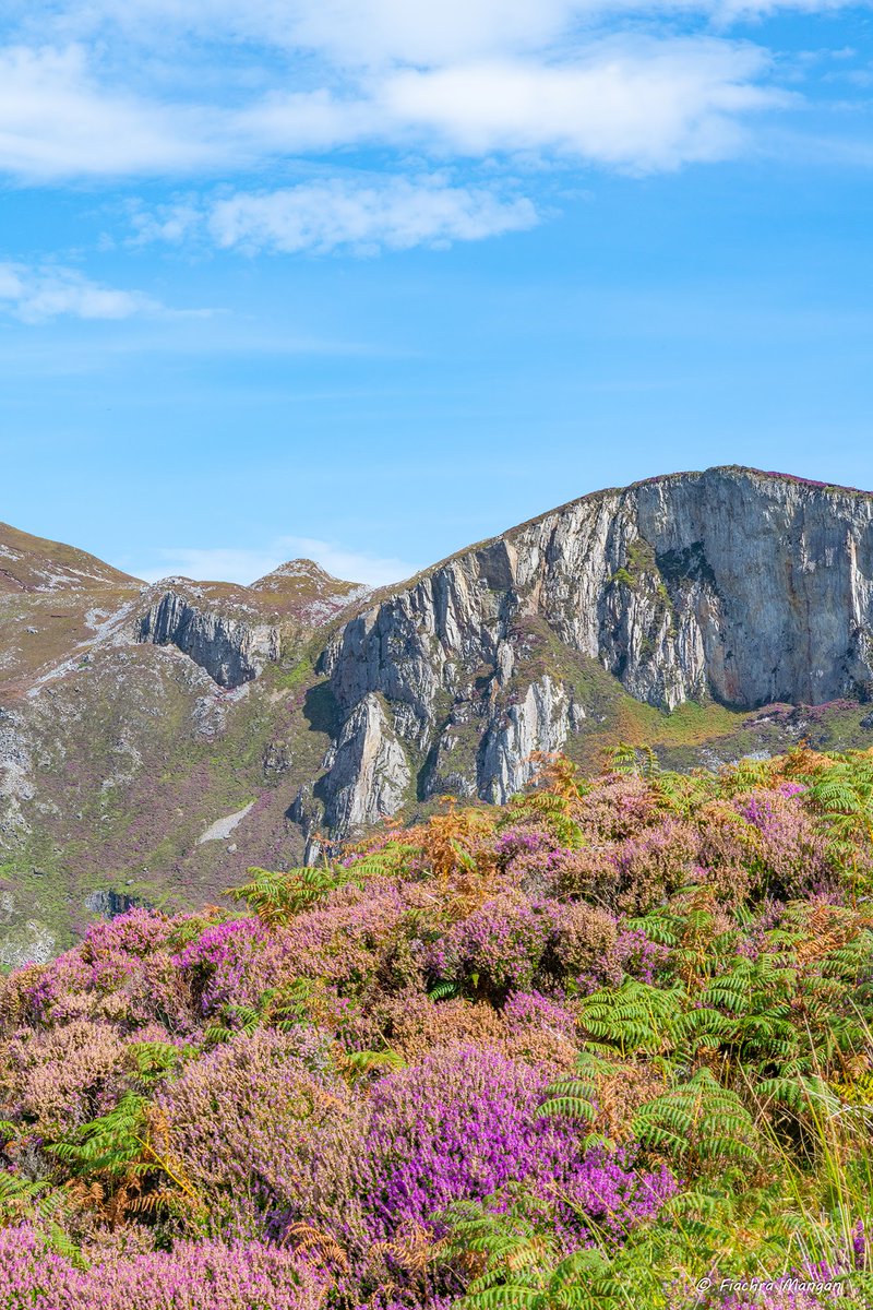 Purple heather on the slopes of Sliabh Liag #sliabhliag #Donegal