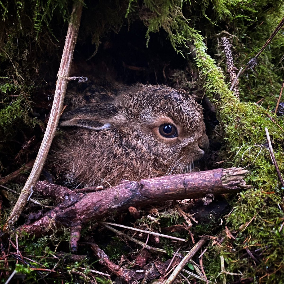 Adam Tatlow tweet media