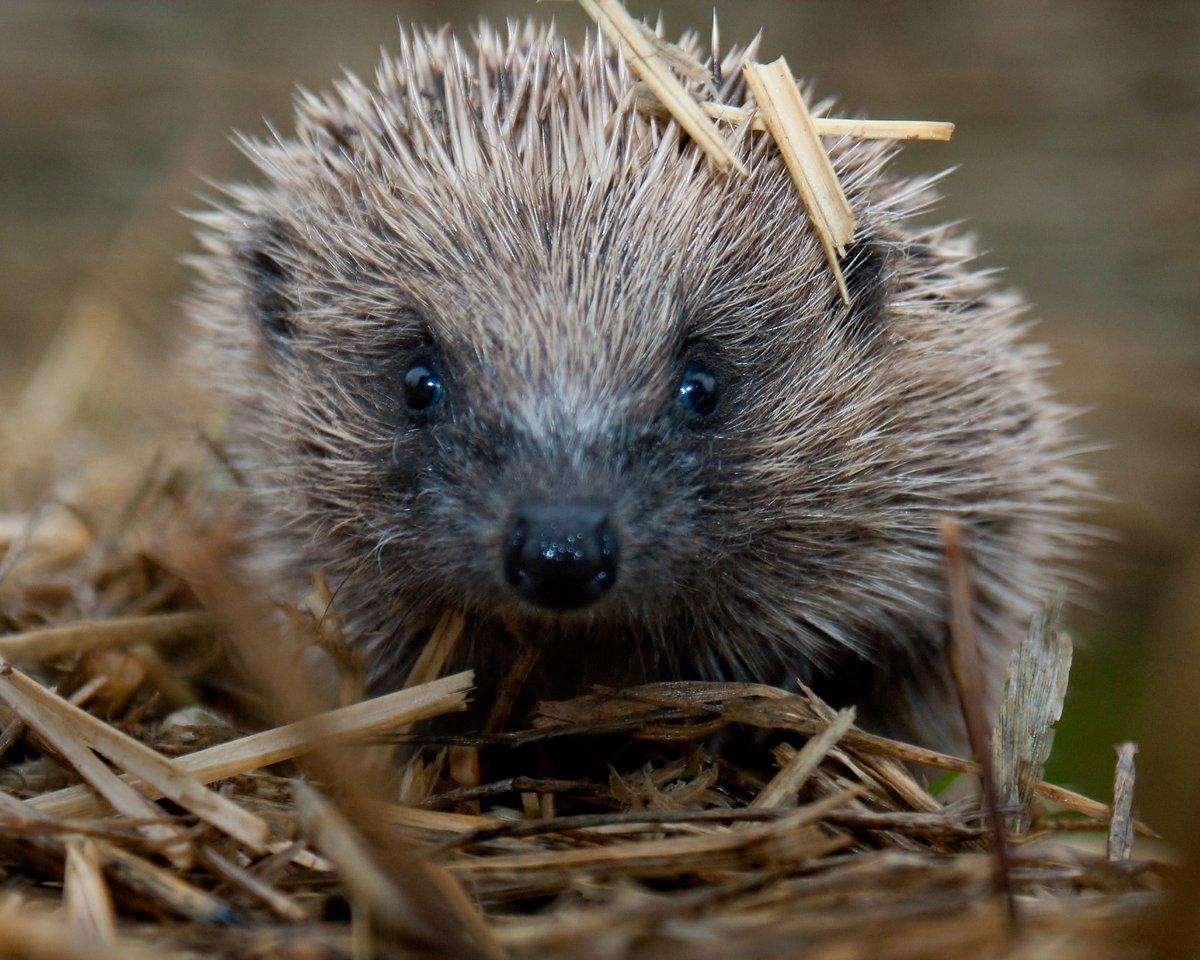 Adam Tatlow tweet media