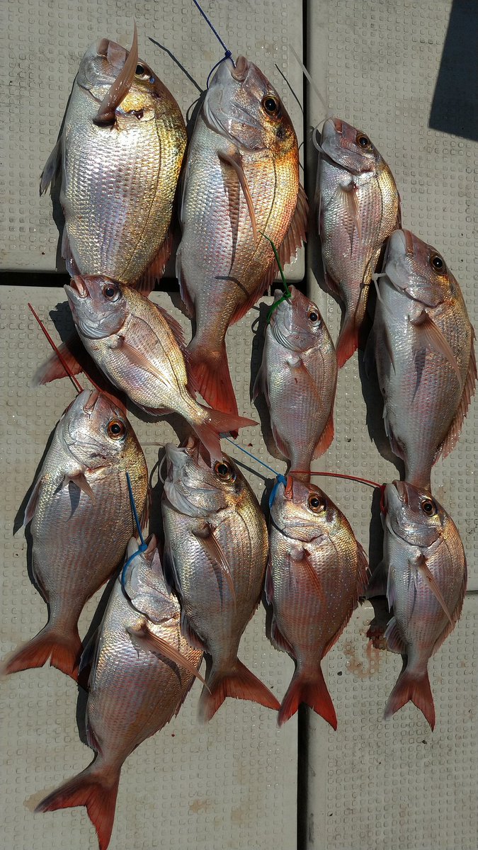今日はダブルヘッダーで、午前中は遊漁船で鳴門につれていき、お昼からは稲刈りに参加してきました
明日は、朝４時半から籾摺りです