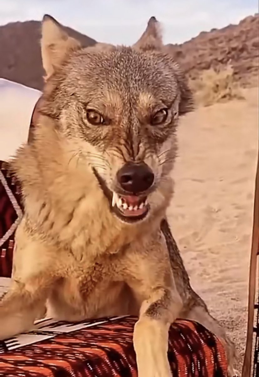 وش معنى مقولة البيع وجه ذيب ؟