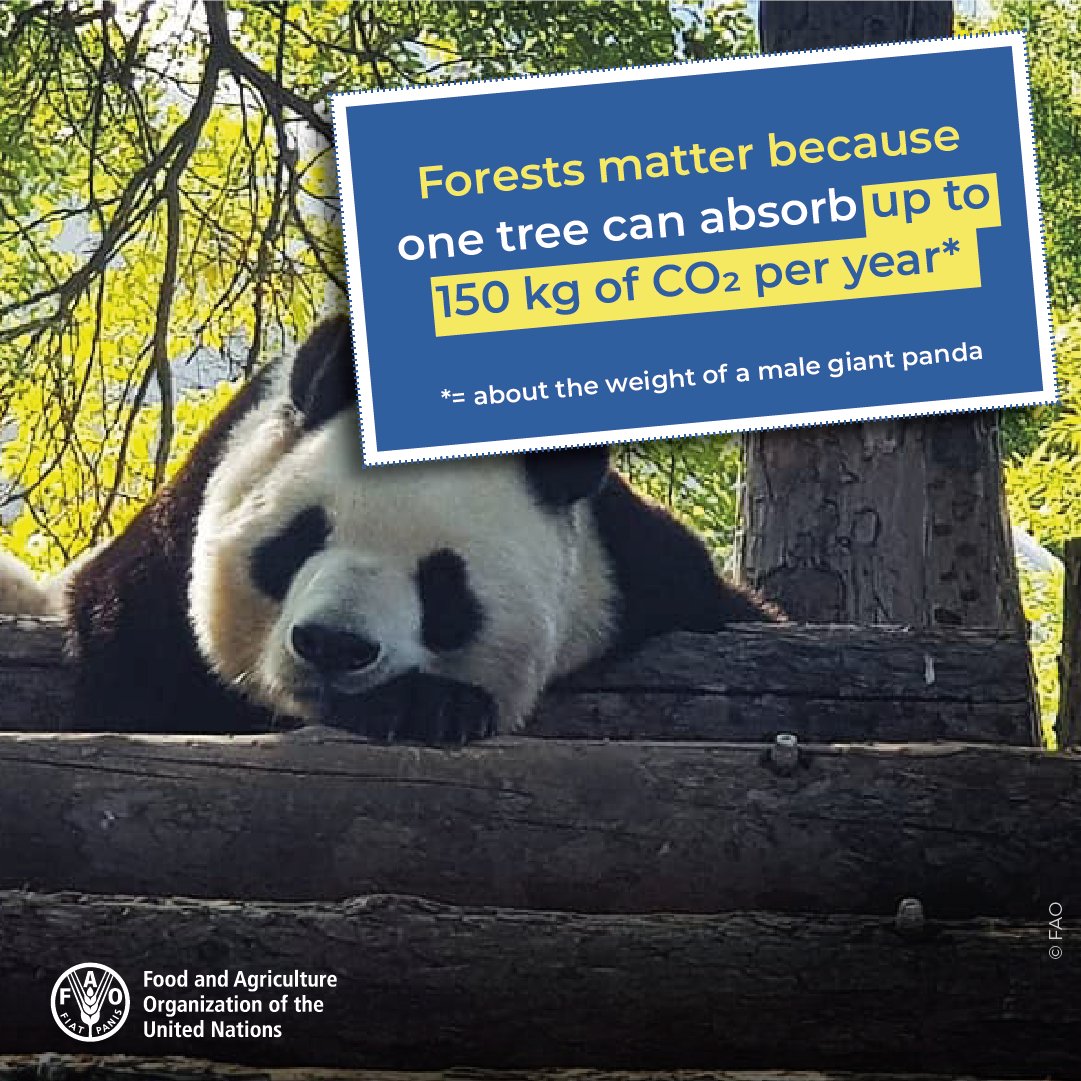 Did you know?

One tree can absorb up to 150 kg of CO2 per year (about the weight of a male Giant Panda)

#ForestsMatter for #ClimateAction