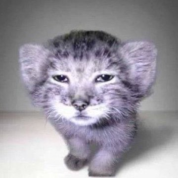 bokuba420's tweet photo. @iluvcats2002 https://t.co/WxrcUx1On0