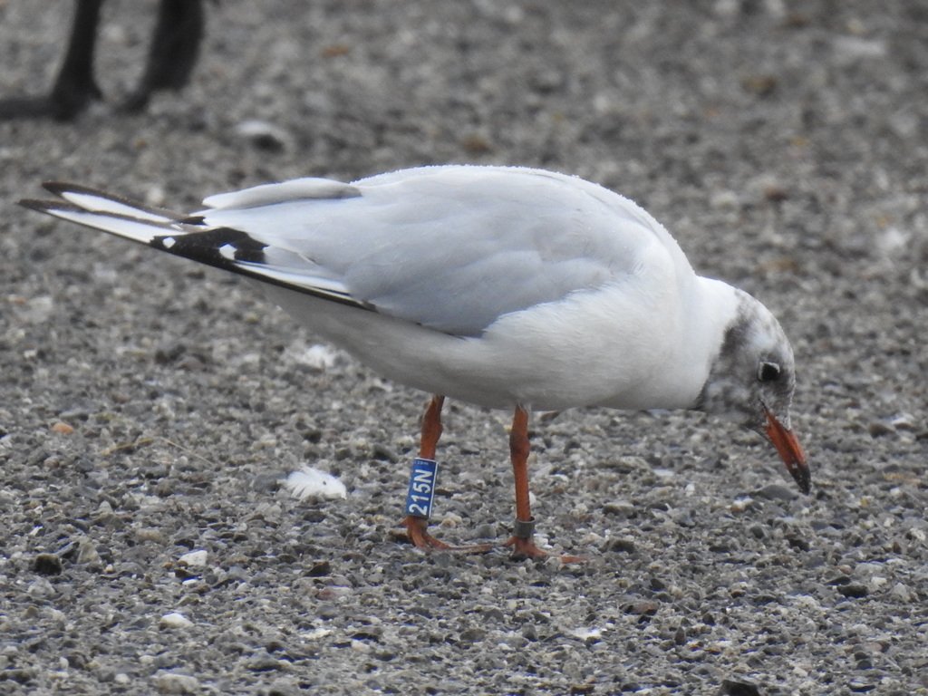 Here is 215N seen a couple of days ago in Vækerø, near Oslo in Norway 🇳🇴. It becomes the 67th bird reported overseas this year! See the full sightings map here - waterbirdcolourmarking.org/sightings-bh/