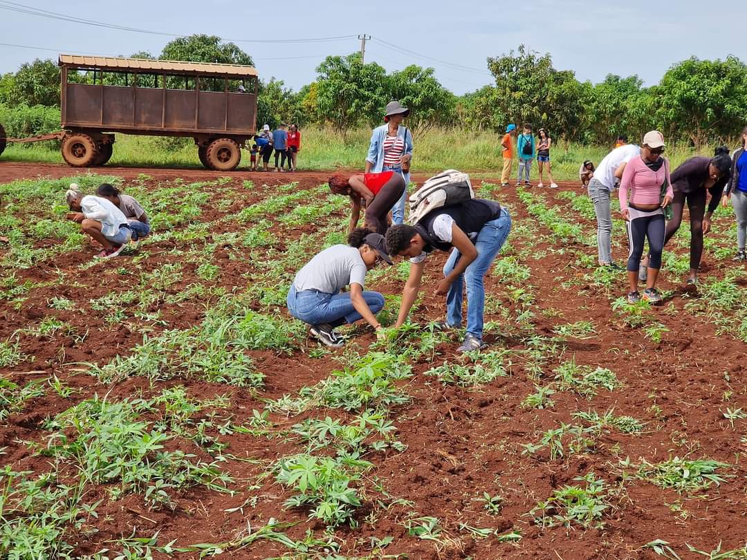 😎 La tarea es la tarea!!...
A contribuir con la economía del país🇨🇺 y la de la provincia llegamos los jóvenes del Campamento de Verano hasta la CPA "Paquito González Cueto" a poner las manos 🙌🏻 y el corazón❤️ en el surco.

#VeranoConAmor 
#FeuUcmCAV #SomosFEU
#CampamentoDeVerano