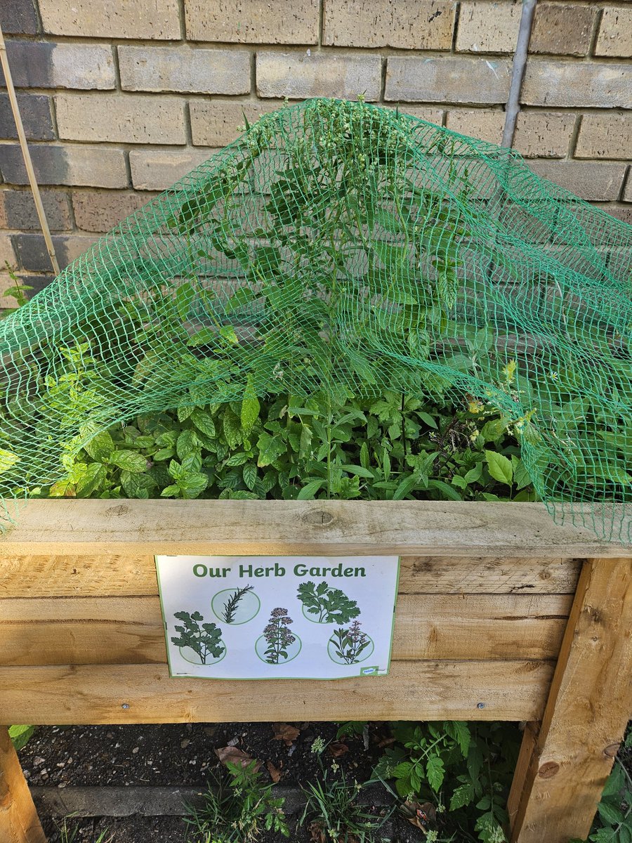 Our vegetables, flowers, and herb garden, the young people have enjoyed looking after them and eating them, pumpkins in process #vegetablegarden #herbgarden