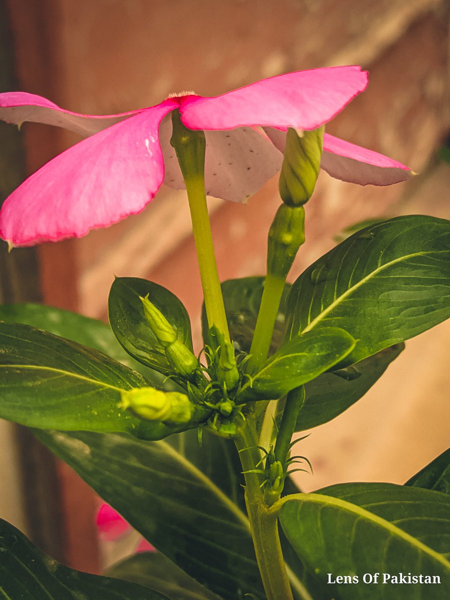 🌸 Capturing nature's delicate masterpieces through my lens. Each petal tells a unique story, a moment frozen in time. #FlowerPhotography #NatureBeauty  #FlowerPhotography #NatureBeauty #BlossomMagic #PetalsAndPortraits #FloralSerenity #GardenBeauty