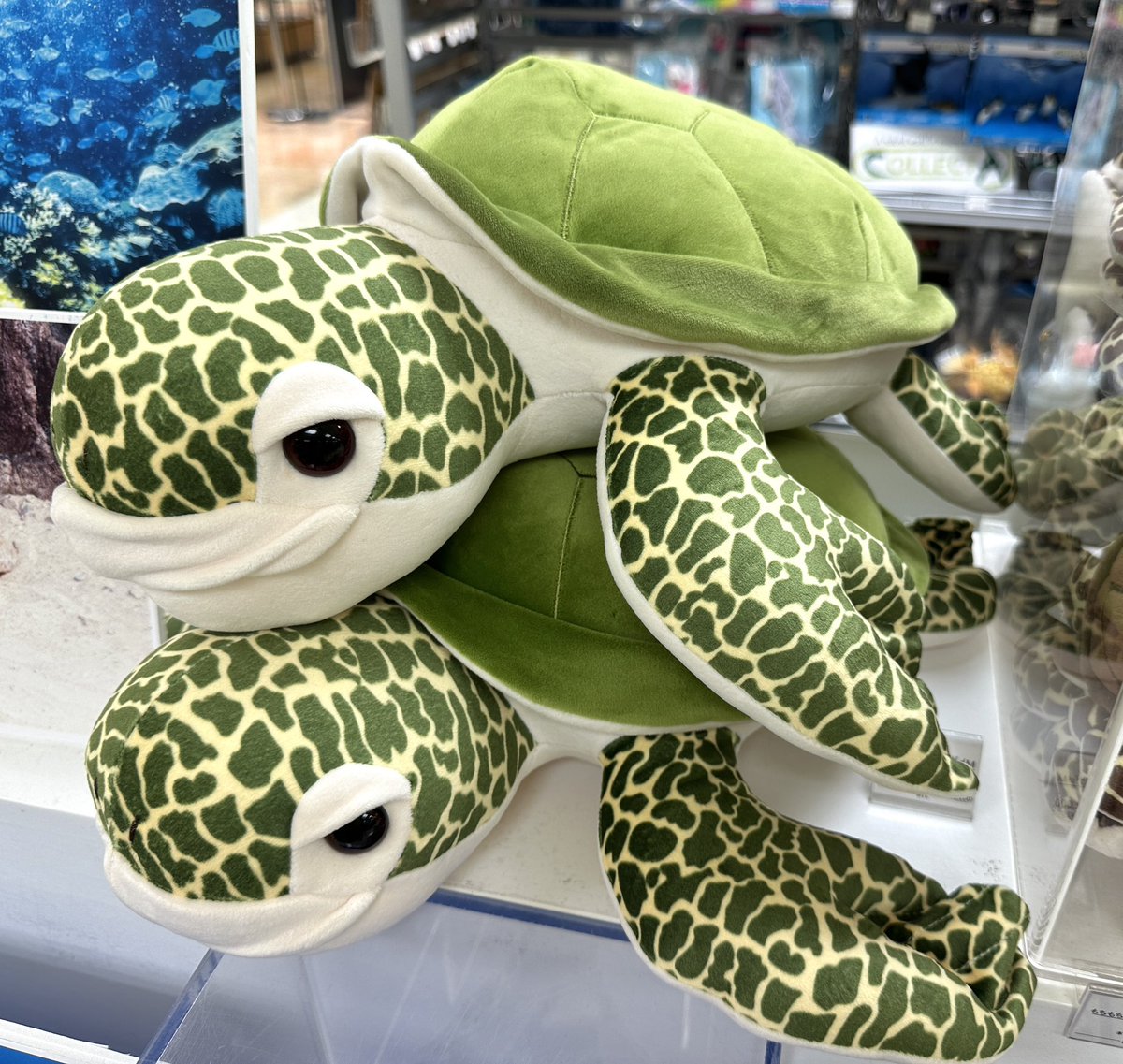 串本海中公園水族館🐠／ 和歌山県にある、美しいサンゴ🪸の海を伝える