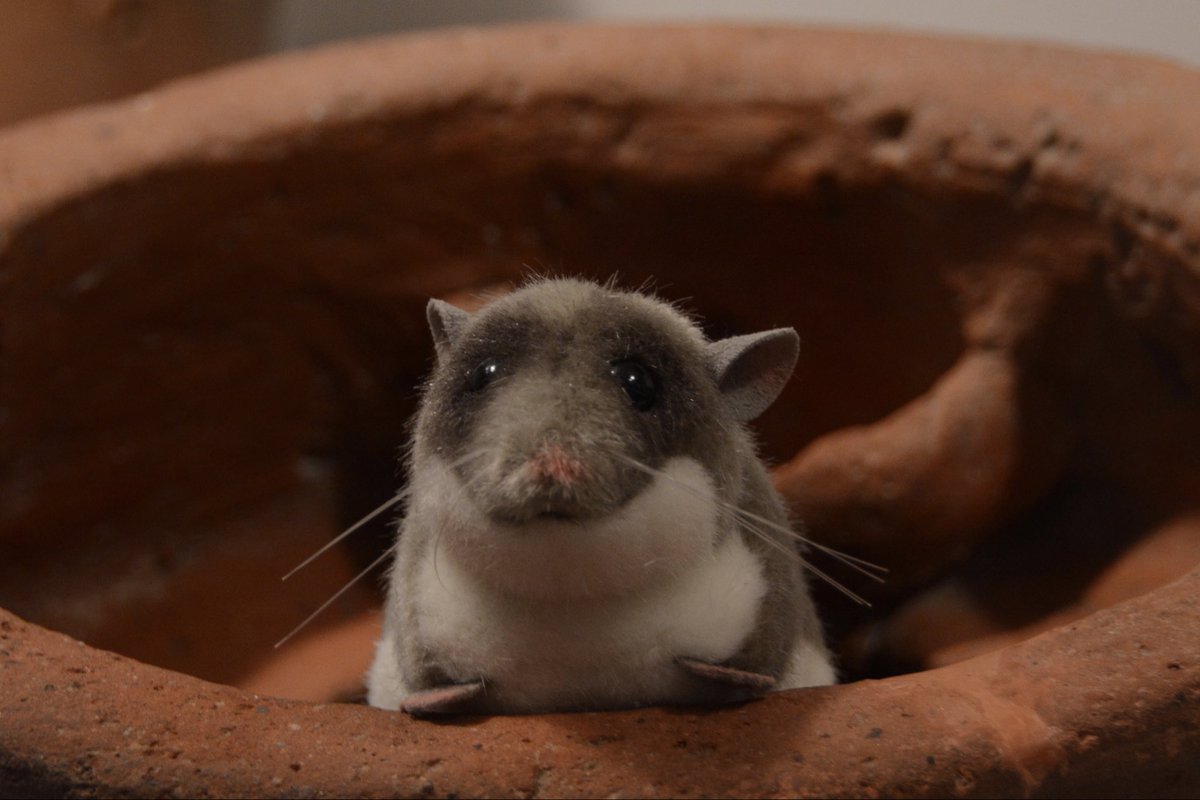 Dr Sophie Hay tweet media