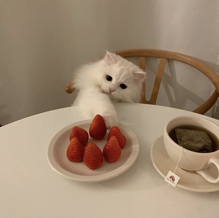 wonykjoules's tweet photo. rt if you love strawberries or if you  literally want to chop the fat off your body!! https://t.co/NrLMhhniVe