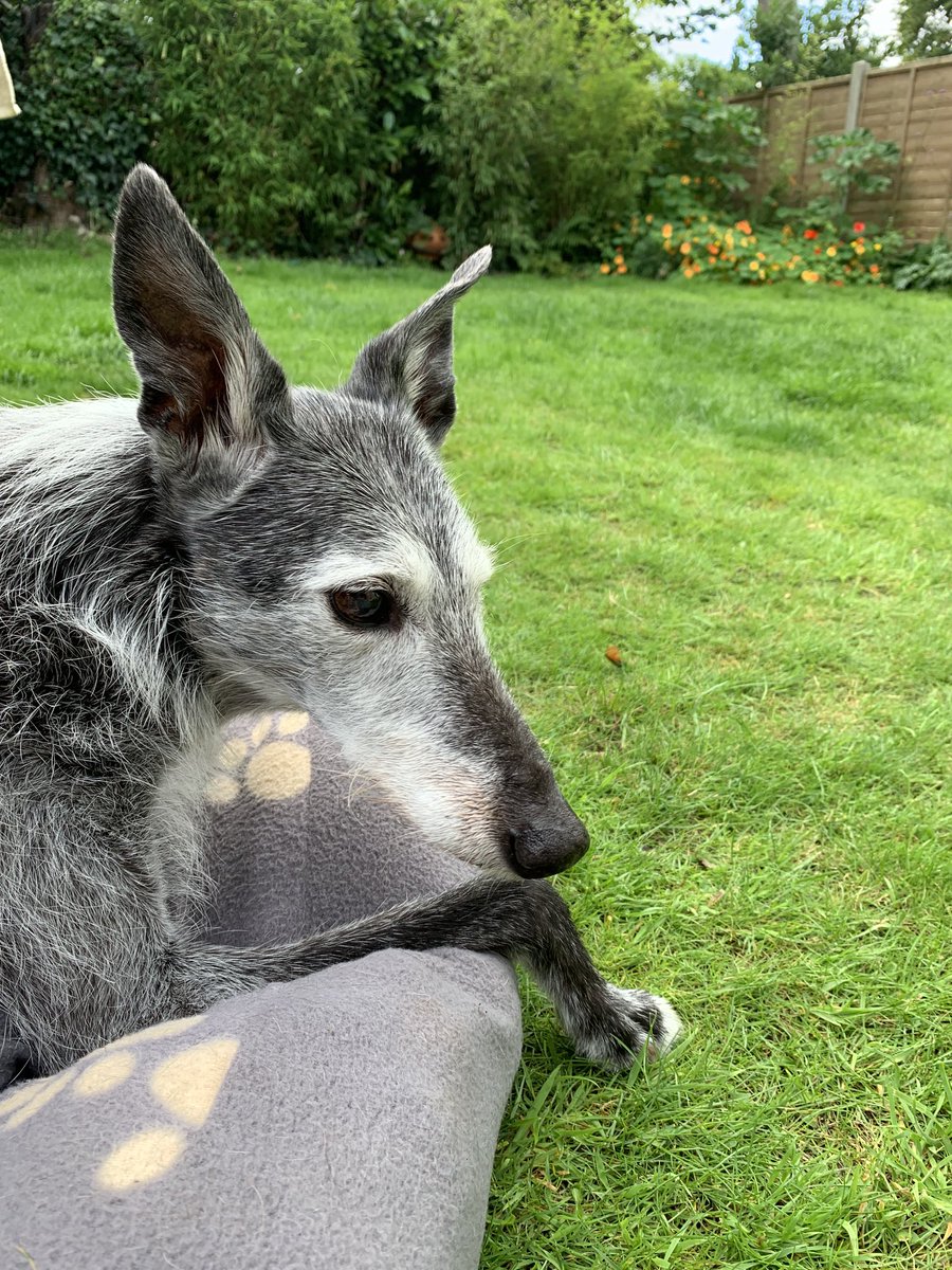 Safe out in the garden as there are no lions here kicking my football around