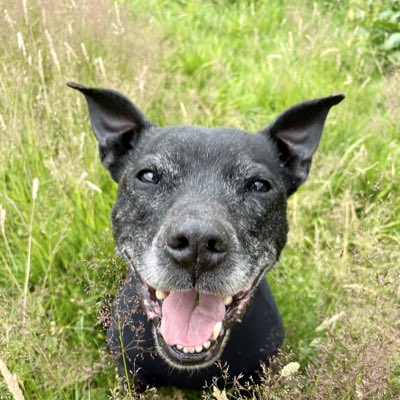 Retired Police Dog Stella the Staffie tweet media