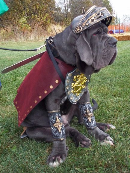 CindyBVB1's tweet photo. @Banquozghost @MercurialNight @MagsYoungs @SilkAvril @_MinaMurray @kats_katspaws "Cry havoc and let slip the dogs of war"

Julius Caesar 

#ShakespeareSunday 
#ShakespeareDogs

(photos Chanelle Gonsalves) https://t.co/YSOBIdIU7P