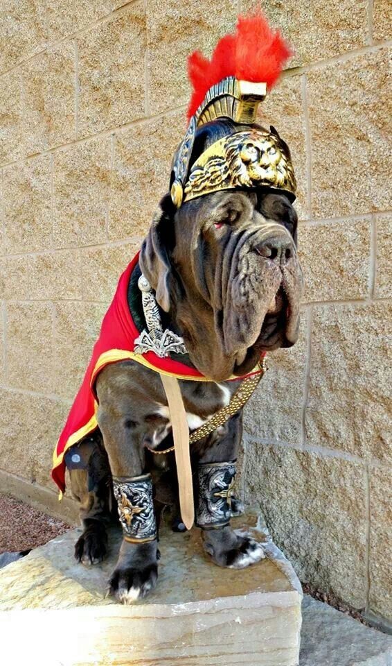 CindyBVB1's tweet photo. @Banquozghost @MercurialNight @MagsYoungs @SilkAvril @_MinaMurray @kats_katspaws "Cry havoc and let slip the dogs of war"

Julius Caesar 

#ShakespeareSunday 
#ShakespeareDogs

(photos Chanelle Gonsalves) https://t.co/YSOBIdIU7P