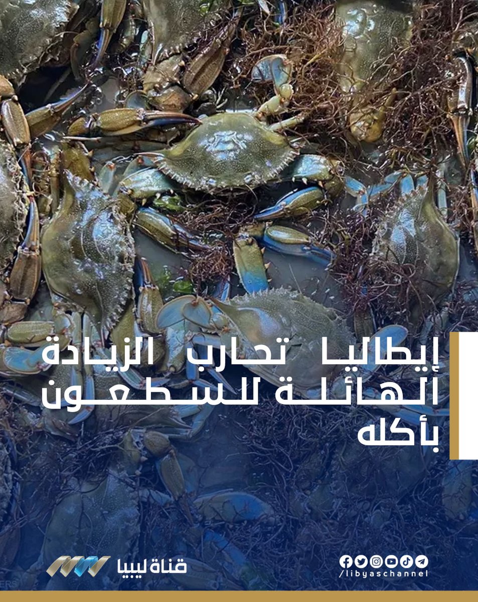 LibyasChannel's tweet photo. آدت الزيادة الهائلة في أعداد سرطان البحر الأزرق المفترس "السلطعون" البحر إلى تضرر العديد من القطعات التجارية البحرية في إيطاليا وذلك لأنها هذه السلطعونات تلتهم بكميات هائلة ثعابين الماء والمحار وبلح البحر وتعيث فساداً في شباك الصيد https://t.co/xh9iLI2FBf