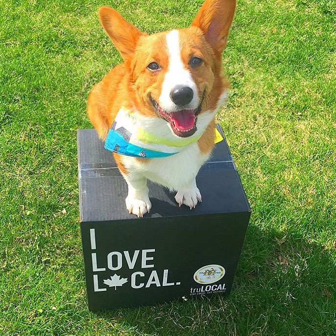 TruLocal's tweet photo. What dog doesn’t love bacon!? 🐶 🥓 We love adding dog toppers to our pets bowls: chicken, 🍗 ground beef, 🥩 salmon, 🐟 egg,🥚 and wild blueberries! 🫐 Comment below, do you give your pup any truLOCAL superfoods? #truLOCAL #ConnectingYouToTheSource @missbentleythecorgi https://t.co/XGMaJZmhKg