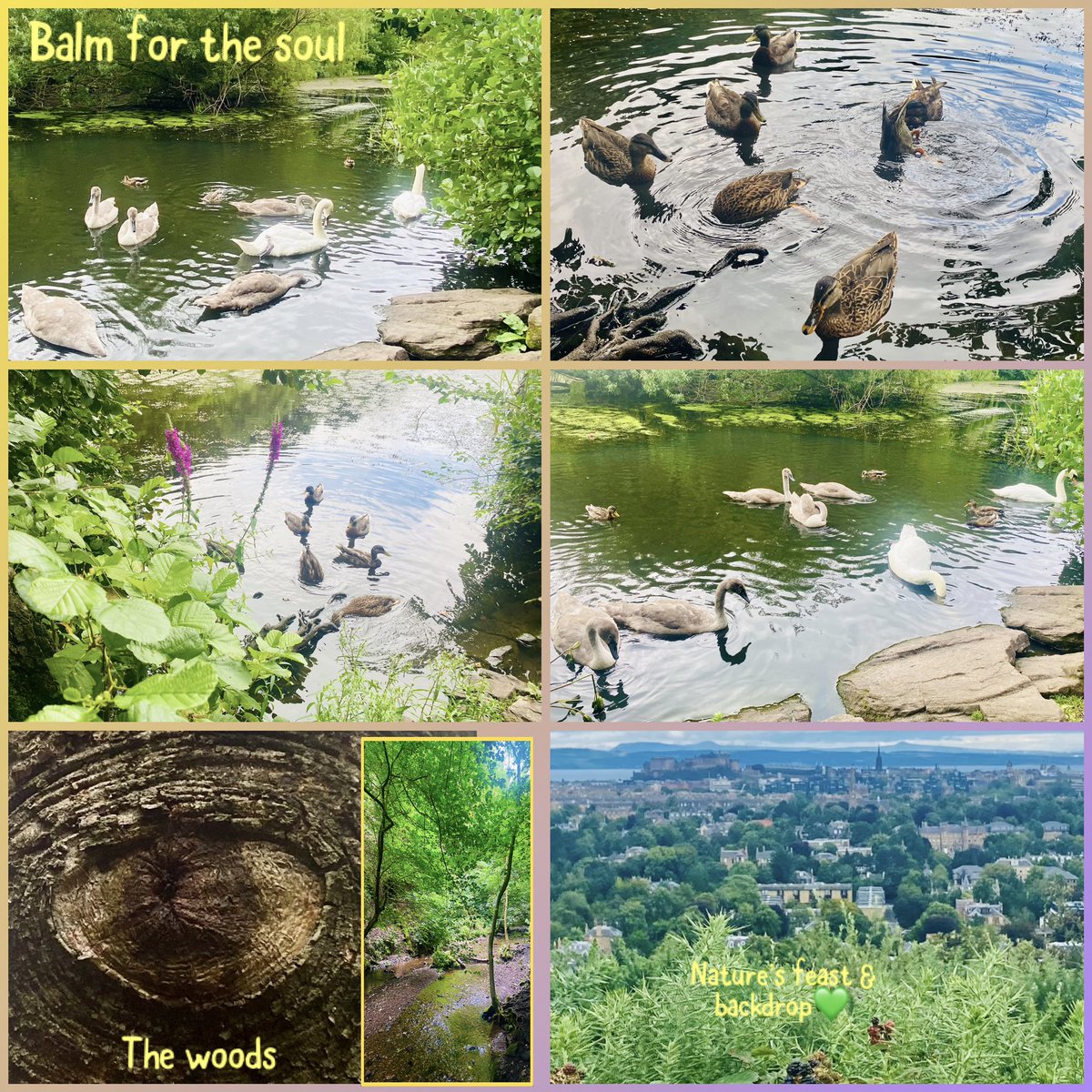 JudeMckerrecher's tweet image. #Tinymomentsofjoy☯️walking; a shared garden - Summer lilies have gone for now but I have nice photos of them⬇️&amp;amp; my mum’s final wish to visit this garden means it now has a special place in my❤️; ripening blackberries; a flowering plant; a kind gift; a✨show with Grace #Grateful🫶