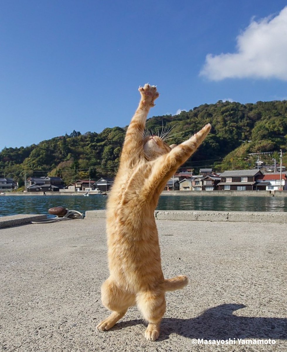 nekoiroiro's tweet photo. 青空のストレッチ

#ねこ #猫 #cat https://t.co/qgSkBck2Ji